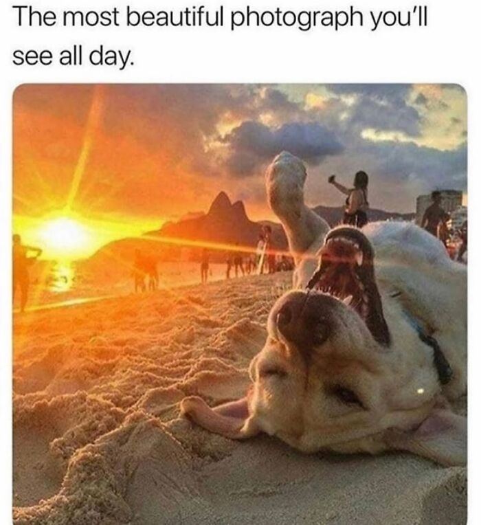 A happy dog rolling in the sand on a beach at sunset, a dog meme capturing cuteness and chaos.