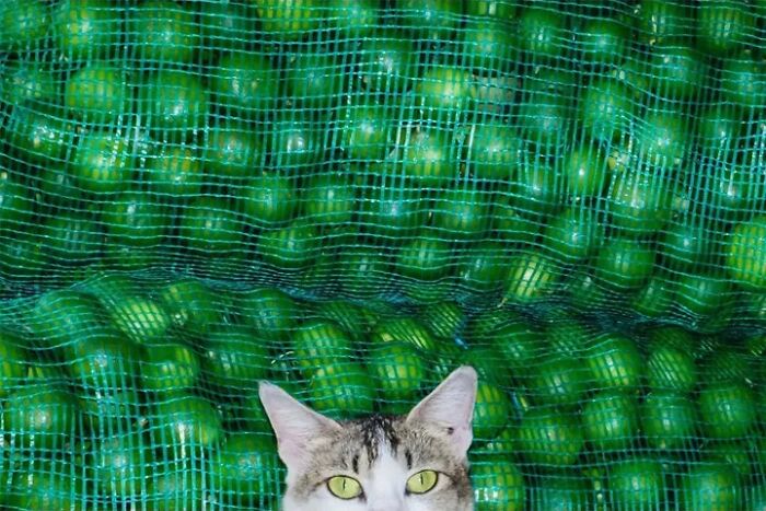 A cat with bright green eyes peeking over a pile of green limes in nets, in Jeffrey De Keyser’s street photography.