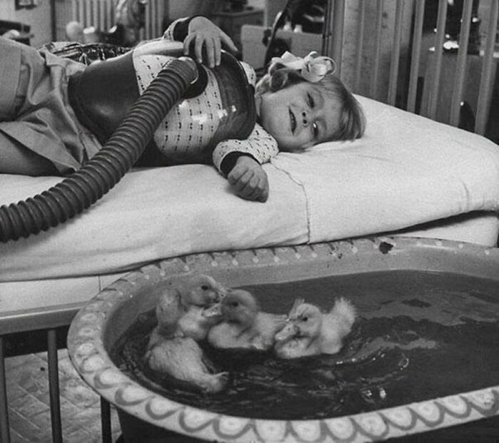 A young girl in a hospital bed watching small ducklings swim, from old photos of animals.