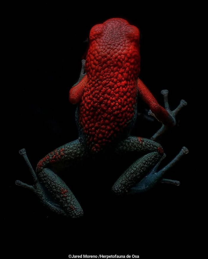 Strawberry Poison Dart Frog
