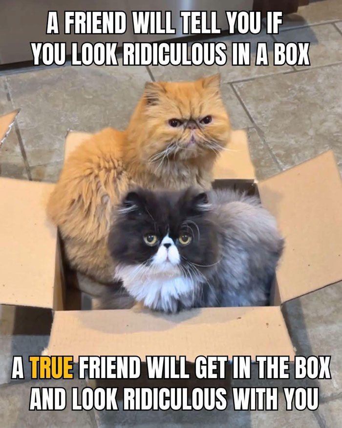 A funny animal meme with two fluffy cats in a cardboard box, illustrating the difference between a friend and a true friend.
