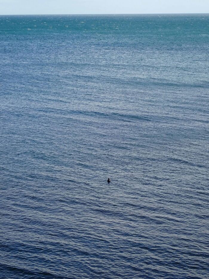 Wildlife photo of a lone seal barely visible in vast ocean water