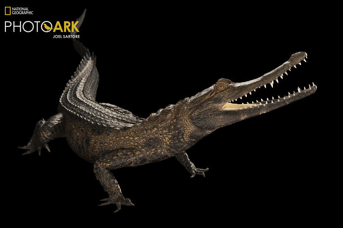 West African Slender-Snouted Crocodile