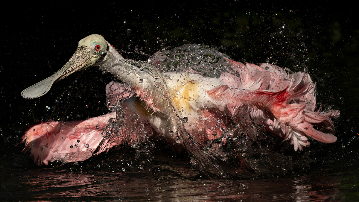boredpanda.com - Raquel Teixeira - The 2025 & 2026 Audubon Photography Awards Highlighted These 54 Incredible Bird Shots