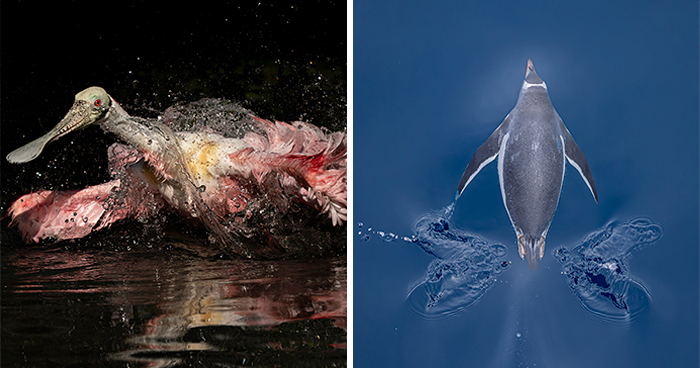 54 Fascinating Bird Photos That Received Awards From The Audubon Society