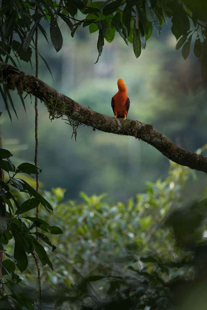 An Andean c**k-of-the-rock, with bright orange plumage, perched on a branch in a lush forest, an Audubon Photography Awards winner.