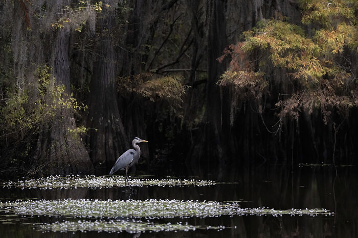 A great blue heron stands in a swampy area surrounded by water plants, a winner of Audubon Photography Awards.