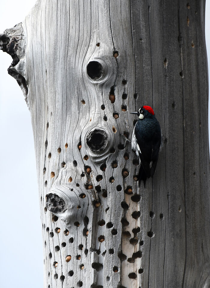 A woodpecker with a red head and black body on a tree trunk filled with acorns, a winner of Audubon Photography Awards.