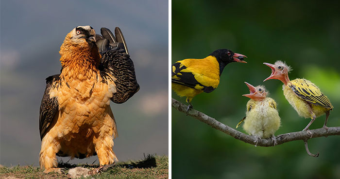 36 Breathtaking Bird Photos From The 2026 Academy Photo Awards