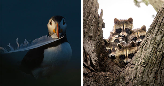 22 Of The Best Wildlife Shots From Canadian Geographic’s 2026 Photography Competition