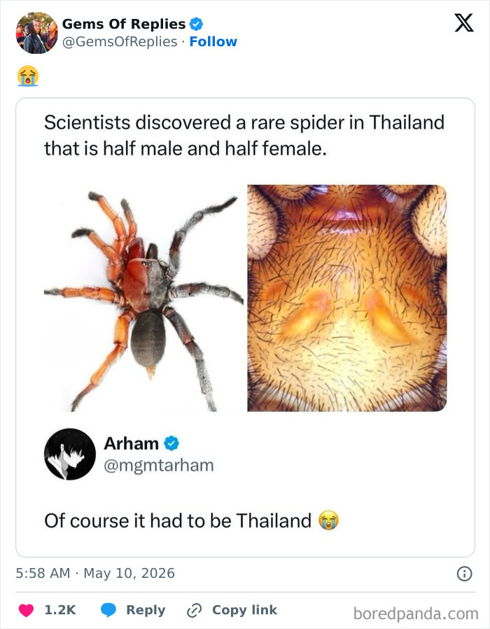 A tweet shows a rare half-male, half-female spider from Thailand, with a comment saying: Of course it had to be Thailand. A perfect reply.