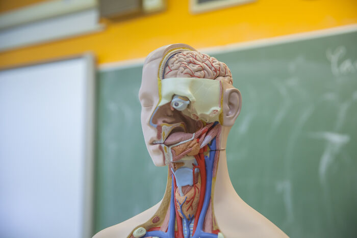 Anatomical head model on a desk, highlighting odd historical medical practices of studying the human brain