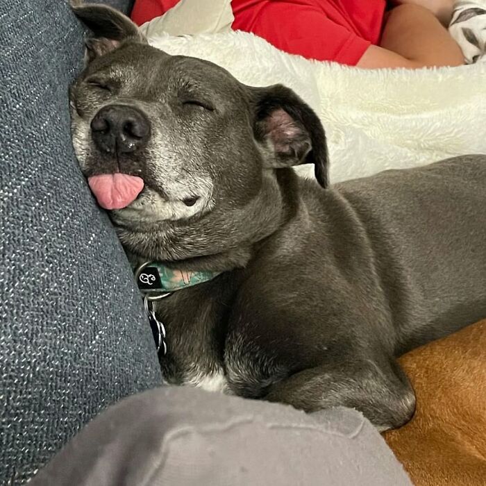 A gray dog sleeping with its tongue out. Hilarious dog photo.