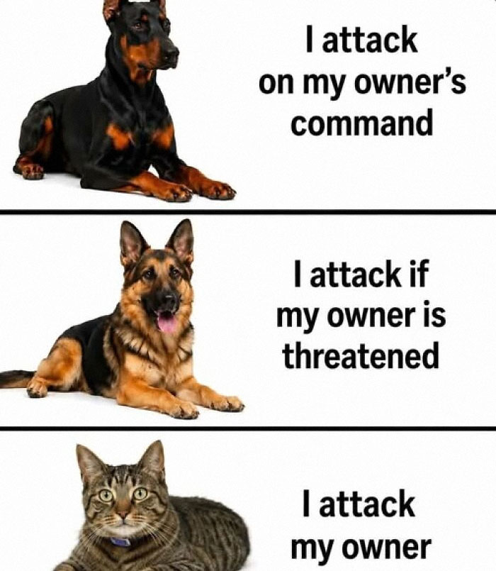 An animal meme contrasting dog and cat loyalties: Doberman attacks on command, German Shepherd protects owner, cat attacks owner.