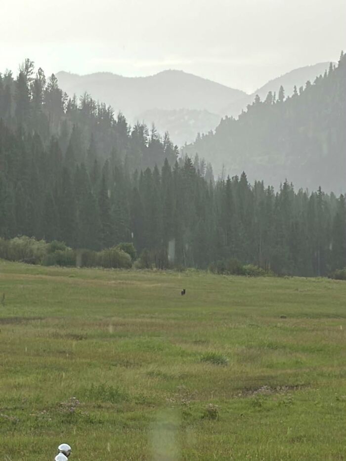 Wildlife photo of a distant animal in a green meadow with forest and mountains