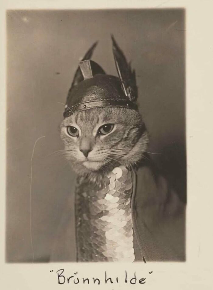 Old photos of animals featuring a cat dressed in a Viking helmet and scale armor.