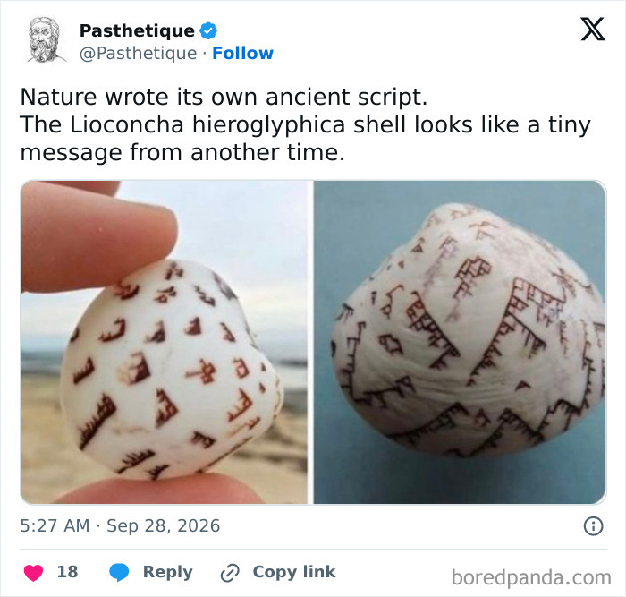 A close-up of Lioconcha hieroglyphica shells with script-like patterns, reflecting history and culture.