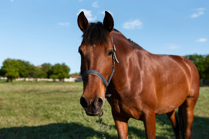 A brown horse with a bridle stands in a green field under a blue sky, reflecting an unexpected moment in its life story.