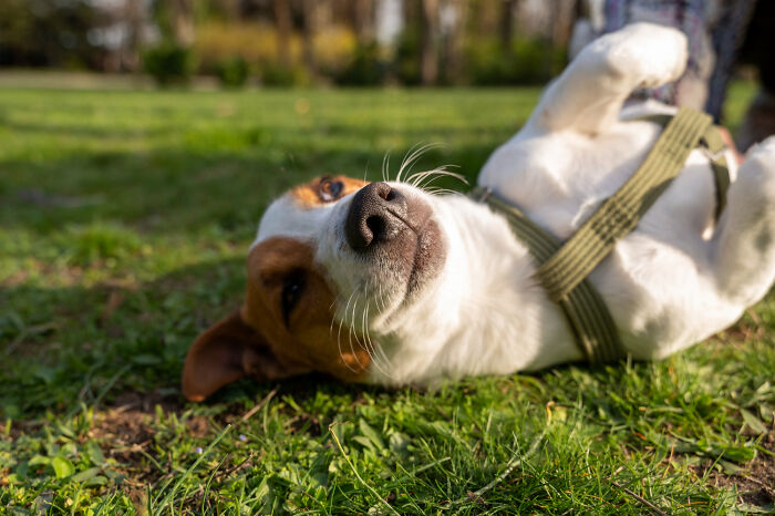 A happy dog rolling on its back in a grassy park, illustrating lawyers ridiculous arguments.