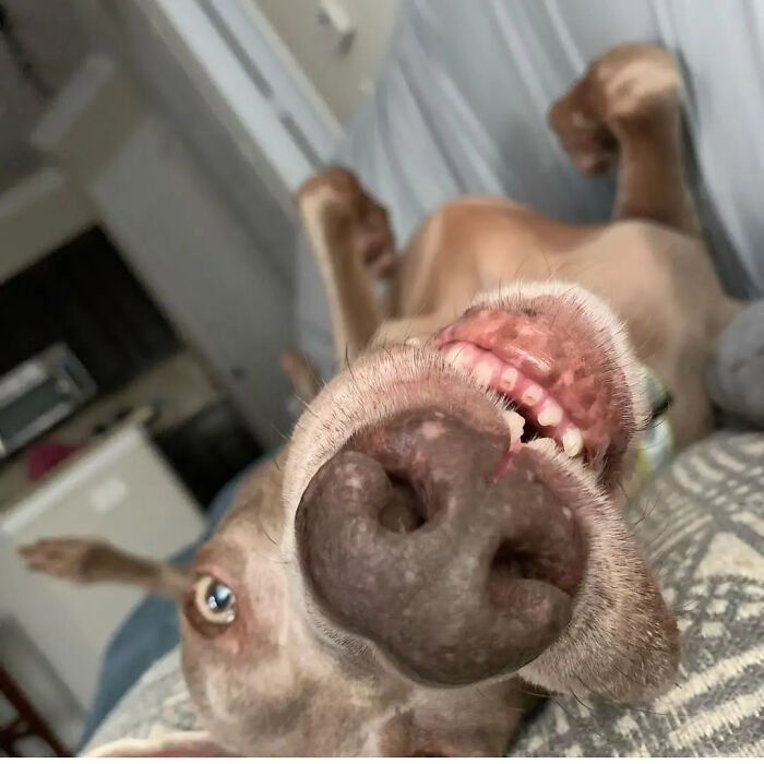 An upside down dog showing its teeth. Hilarious dog photo.