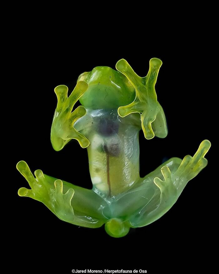 Glass Frog