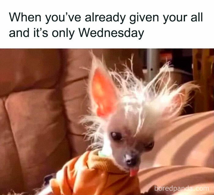 An animal meme showing a small, scruffy dog with wild hair and its tongue out, looking tired on a couch.
