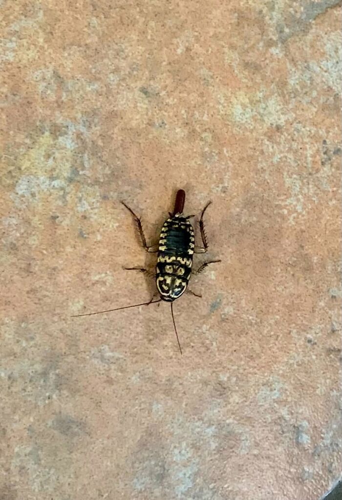 Close-up wildlife photo of a small patterned insect on a stone surface