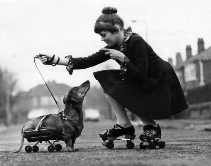 A girl on roller skates with a dachshund on wheels from old photos of animals