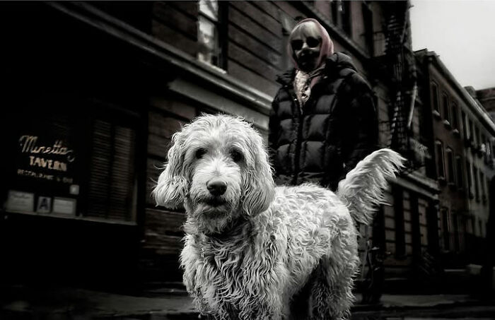 Black and white street photo by Taylor Coble showing a shaggy dog in the foreground with a person behind it.
