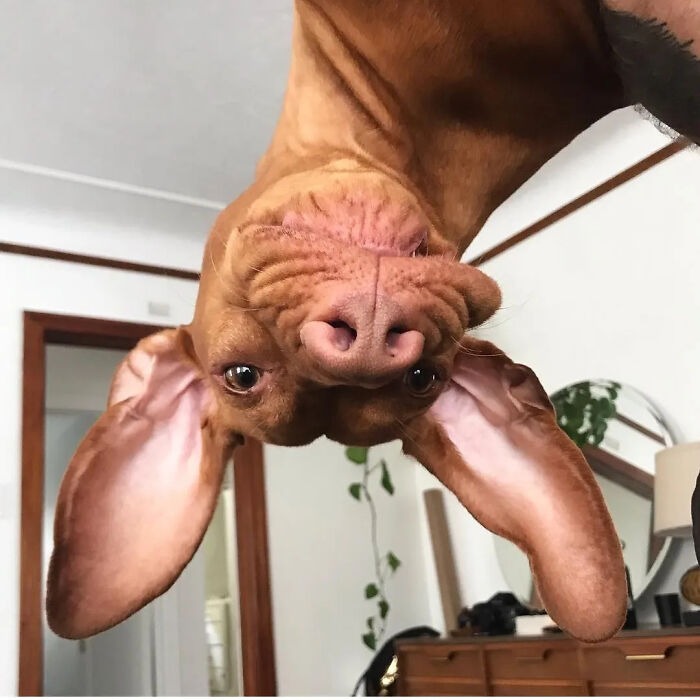 Hilarious photo of a brown dog hanging upside down with big ears, creating an embarrassing family photo vibe.