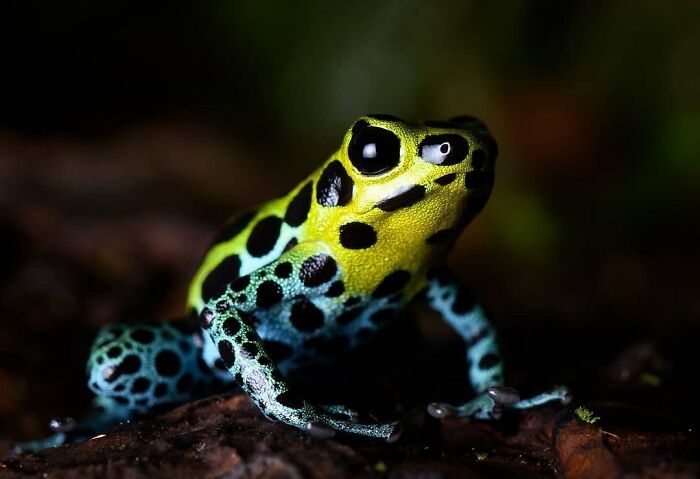 Variable Poison Frog