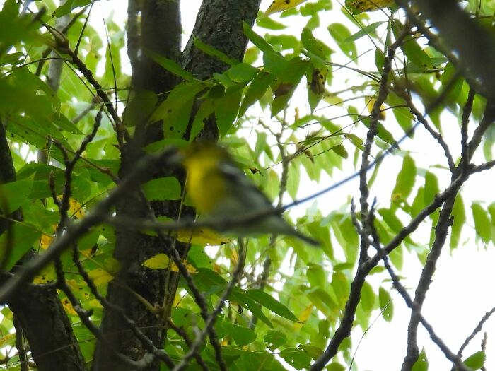 Blurry wildlife photo of a yellow bird among green tree branches