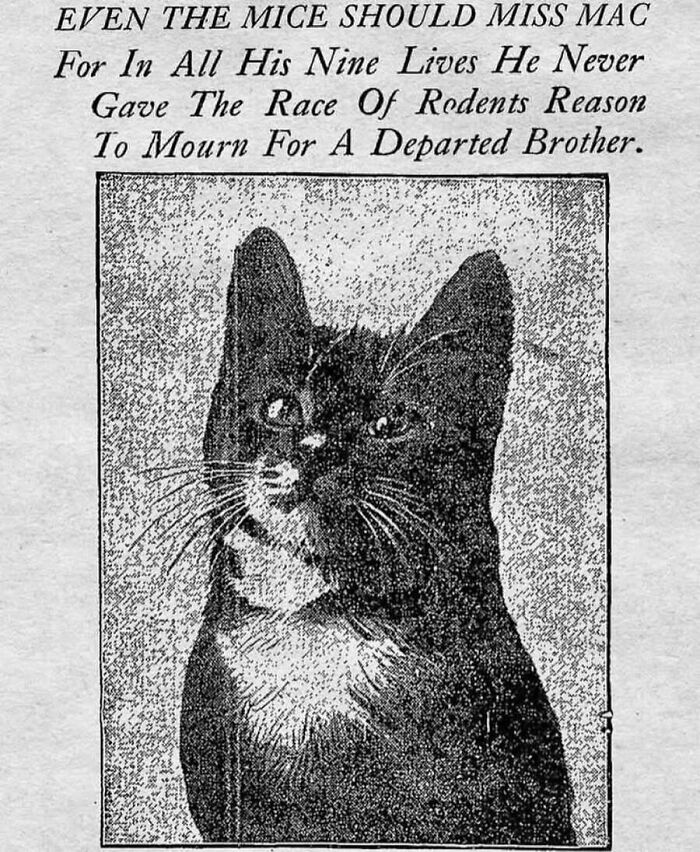 An obituary for a beloved cat in a newspaper clipping from old photos of animals