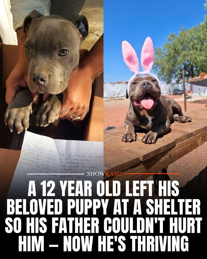 A side-by-side comparison of a puppy left at a shelter now thriving, representing wholesome stories of hope.