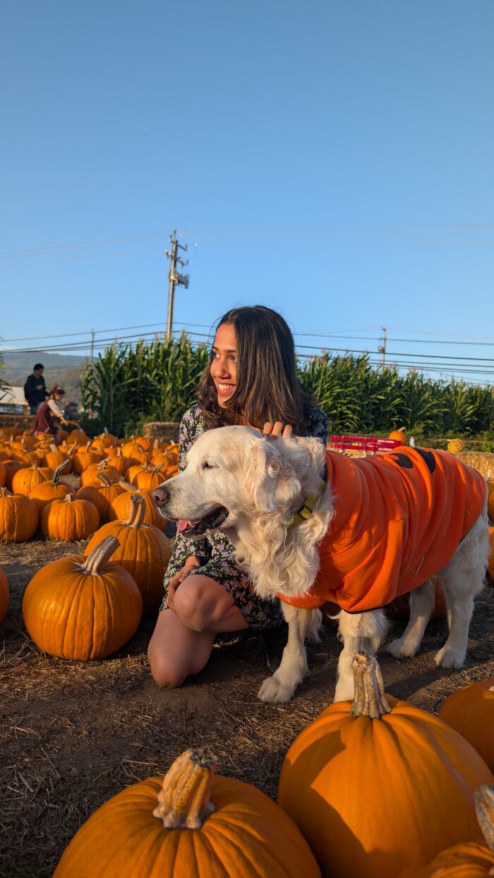 A woman and her golden retriever dog in a pumpkin patch, dog wearing a pumpkin costume, for pet owners community. A woman and her golden retriever dog in a pumpkin patch, dog wearing a pumpkin costume, for pet owners community.