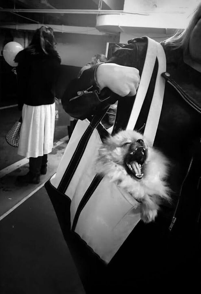 A black and white street photo by Taylor Coble of a small dog with an open mouth in a tote bag, held by a person.