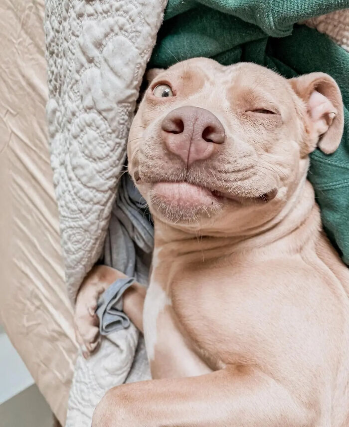 Hilarious photo of a light brown dog winking and smirking under a blanket, capturing an embarrassing family moment.