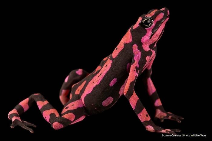 Harlequin Toad