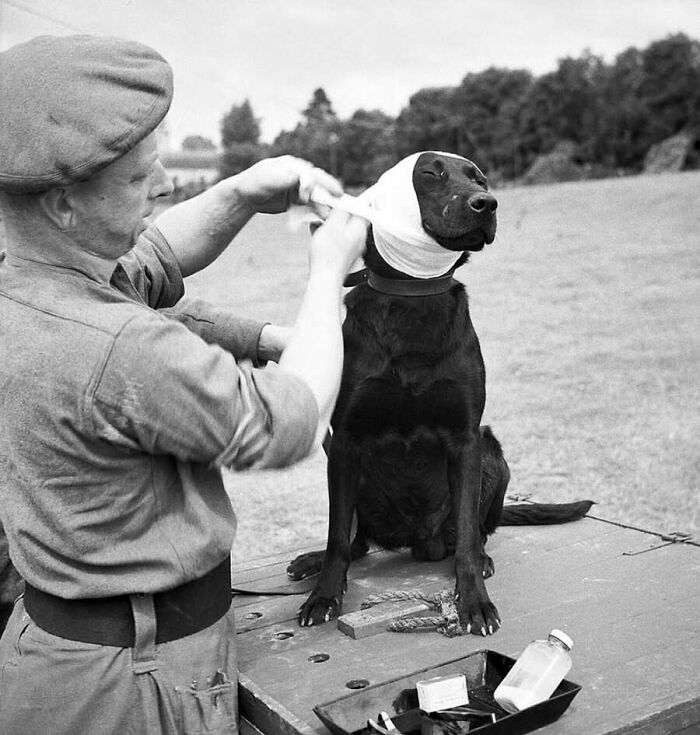 A soldier bandages the head of a black dog in these old photos of animals