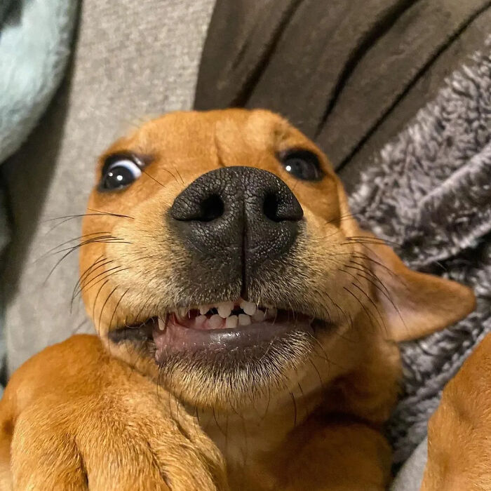 Hilarious photo of a brown dog with a funny expression, showing its teeth, like an embarrassing family photo.