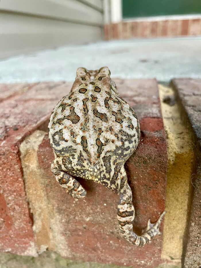 Close-up wildlife photo of a camouflaged toad on brick surface
