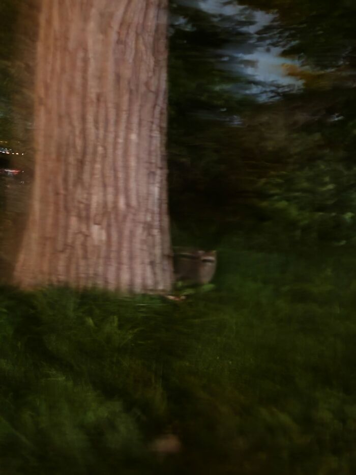 Blurry nighttime wildlife photo of raccoon near large tree trunk