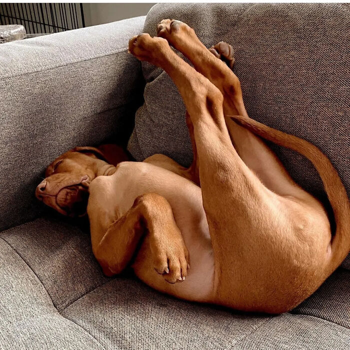 Hilarious photo of a dog sleeping upside down on a couch, appearing to be in an embarrassing family photo moment.