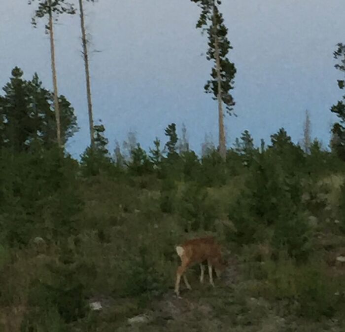 Blurry wildlife photo of a deer on a forest hillside