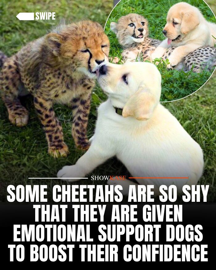 A golden retriever puppy lying next to a cheetah cub, exemplifying wholesome stories of animal friendship.