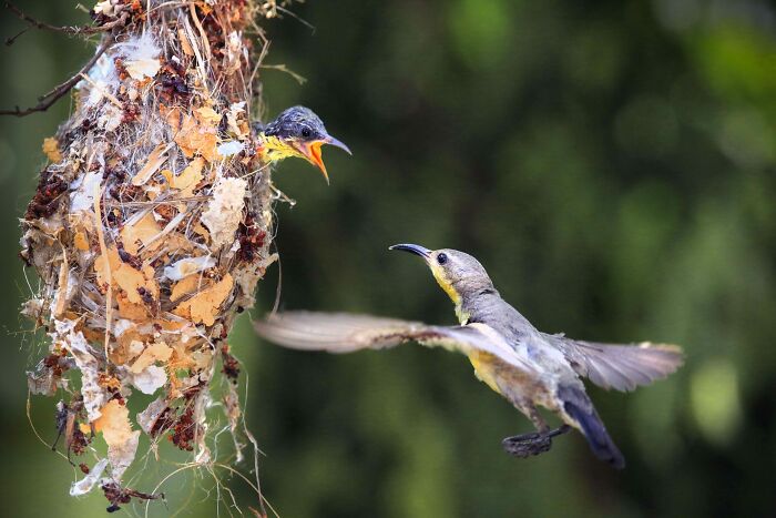 Purple Sunbird By Aye Chan Tun