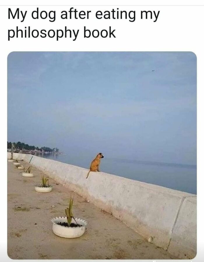 Dog looking thoughtfully at the sea after eating a philosophy book