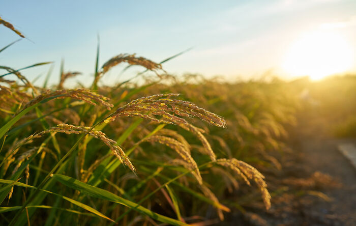 A field of golden grain at sunset, symbolizing potential problems society could face regarding resources.