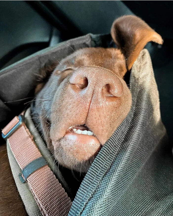 Hilarious photos of a dog sleeping soundly in a carrier, mouth slightly open, creating an embarrassing family pic moment.