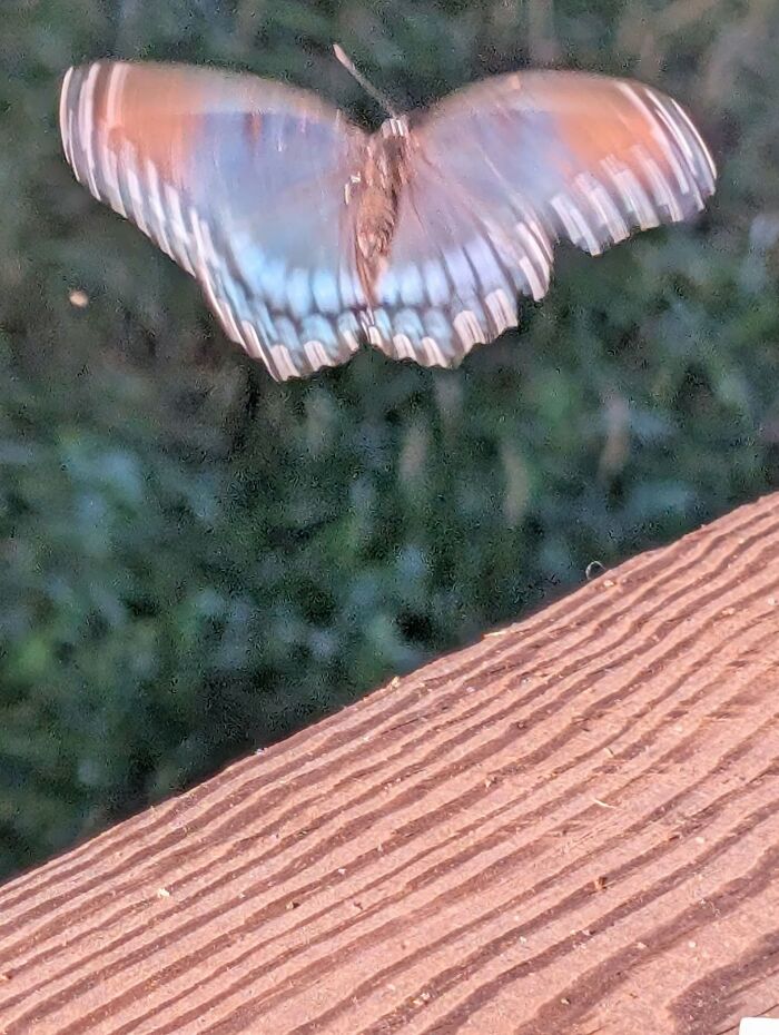 Blurred close-up wildlife photo of a butterfly in flight over a wooden surface